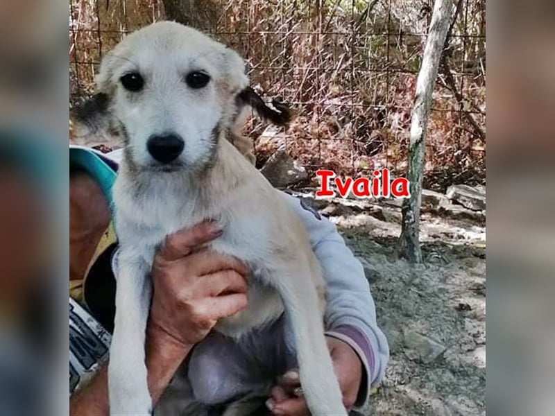 IVAILA ❤ sucht Zuhause oder Pflegestelle