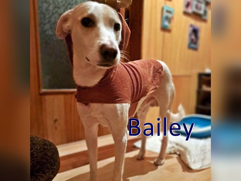 BAILEY ❤  sucht Zuhause oder Pflegestelle