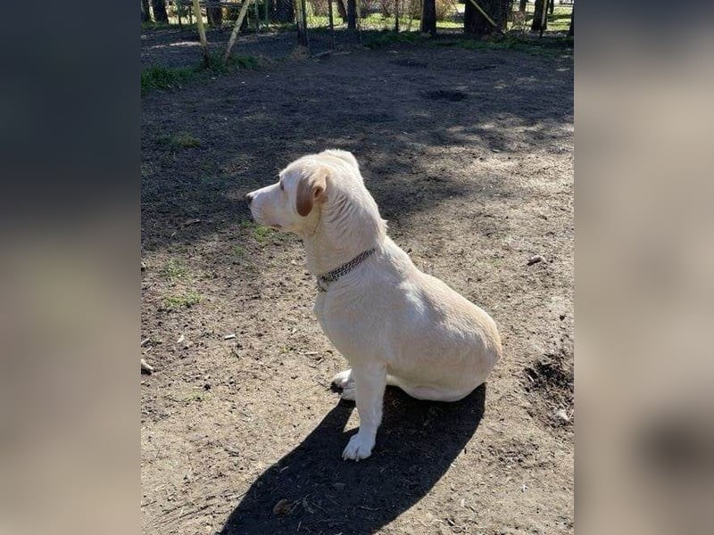 VESKO ❤ EILIG!  Gesucht: Zuhause oder Pflegestelle