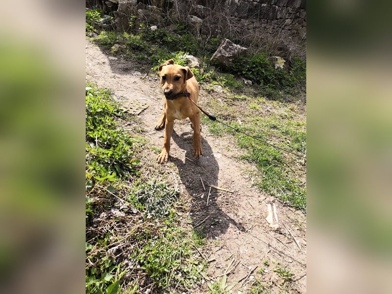 OBELIX ❤ sucht Zuhause / Pflegestelle