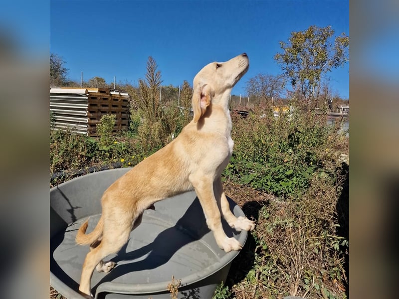 YIN ❤ sucht Zuhause oder Pflegestelle