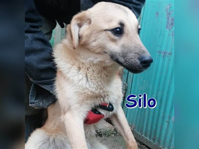 SILO ❤ EILIG sucht Zuhause oder Pflegestelle