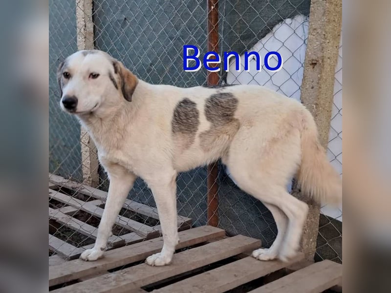BENNO ❤ EILIG! sucht Zuhause oder Pflegestelle