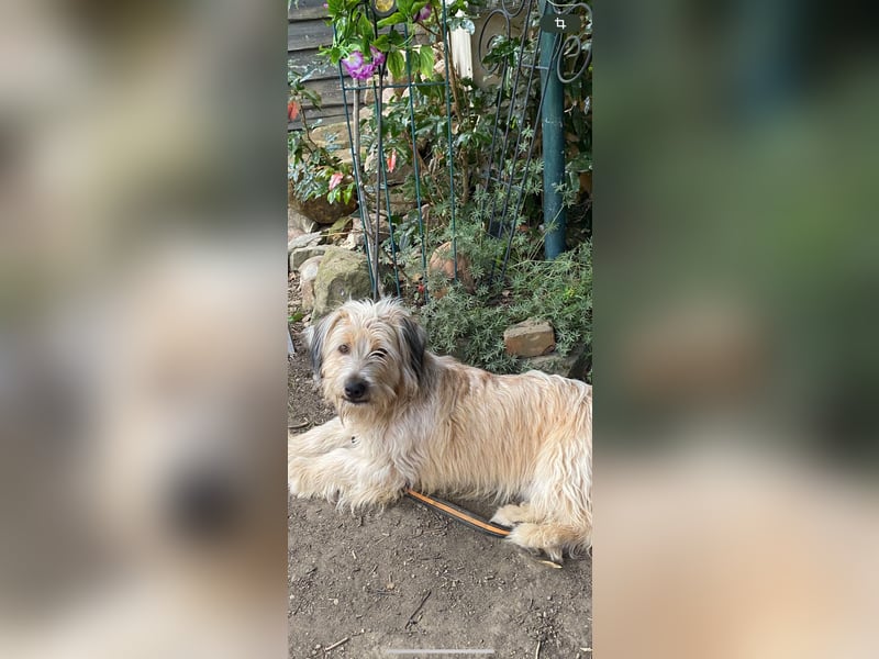 RUFI ❤  wartet in 06493 Harzgerode auf Dich