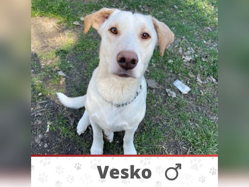 VESKO ❤ EILIG!  Gesucht: Zuhause oder Pflegestelle