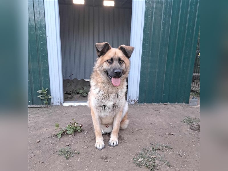 AXEL ❤ sucht Zuhause oder Pflegestelle