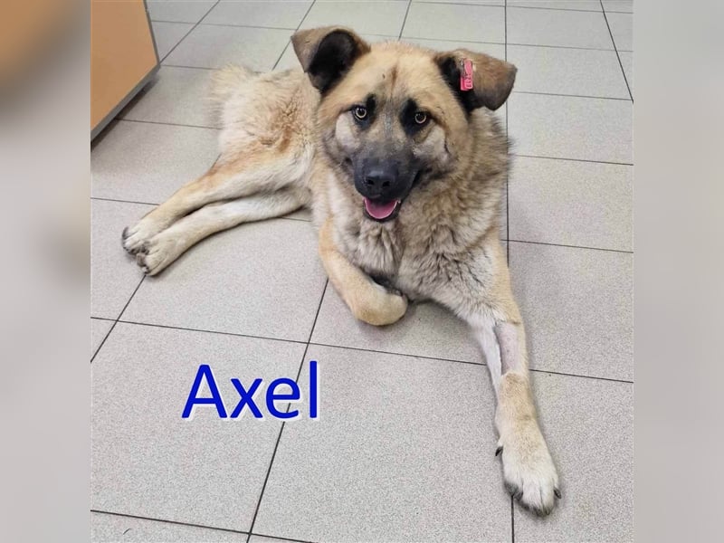 AXEL ❤ sucht Zuhause oder Pflegestelle