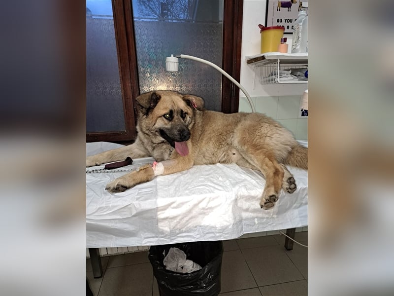 AXEL ❤ sucht Zuhause oder Pflegestelle