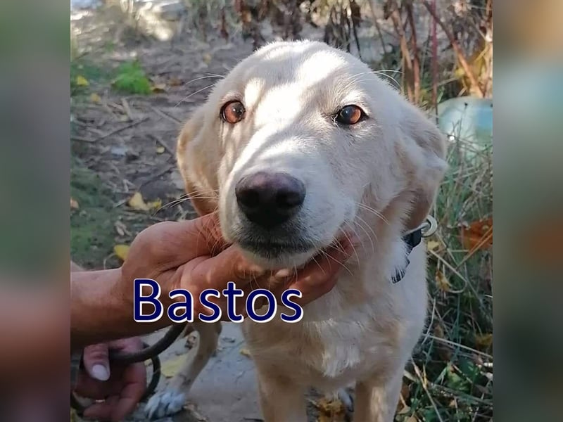 BASTOS ❤ sucht Zuhause oder Pflegestelle