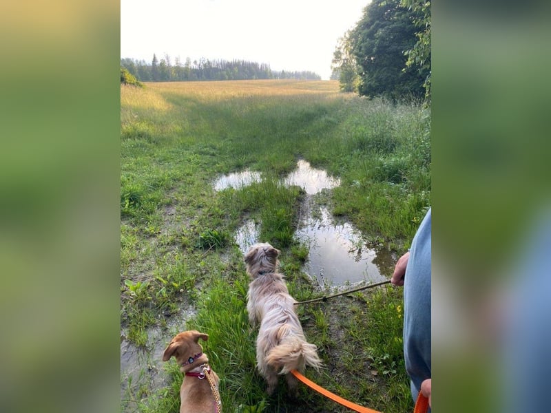 RUFI ❤  wartet in 06493 Harzgerode auf Dich