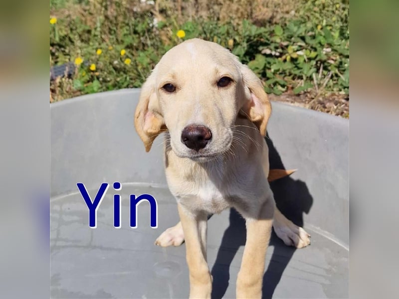 YIN ❤ sucht Zuhause oder Pflegestelle