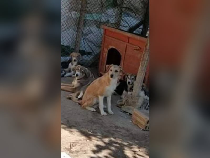 ALANI ❤ sucht Zuhause oder Pflegestelle