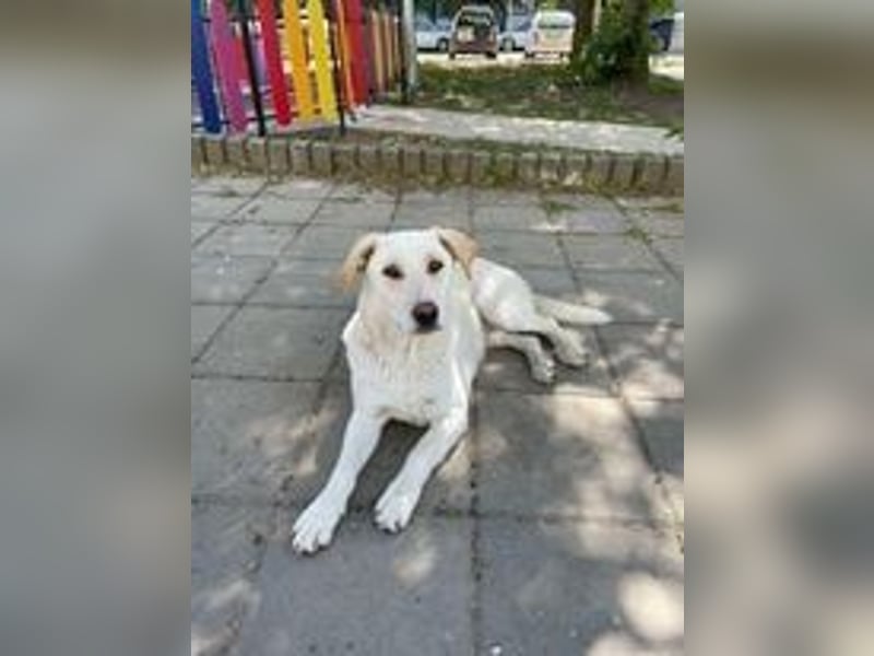 VESKO ❤ EILIG!  Gesucht: Zuhause oder Pflegestelle