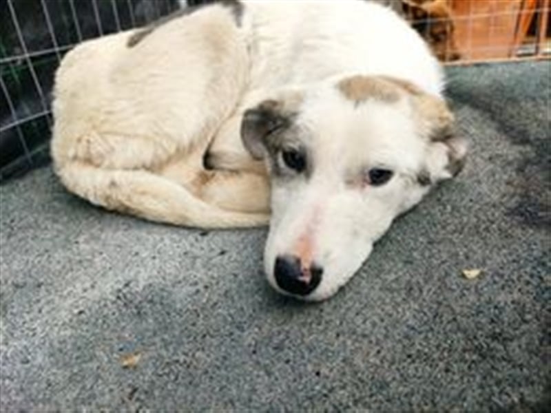 BENNO sucht eilig ein Zuhause
