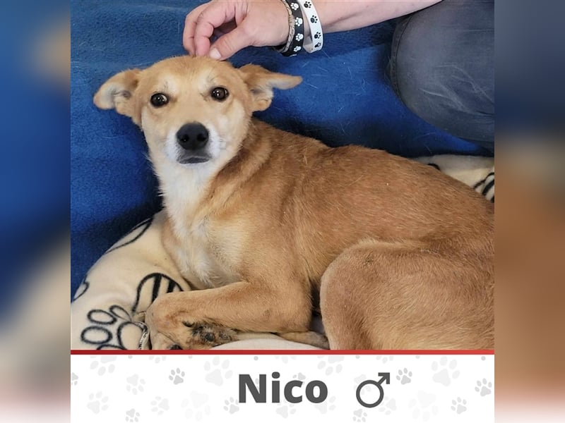 NICO ❤ wartet in 56379 Singhofen auf Dich