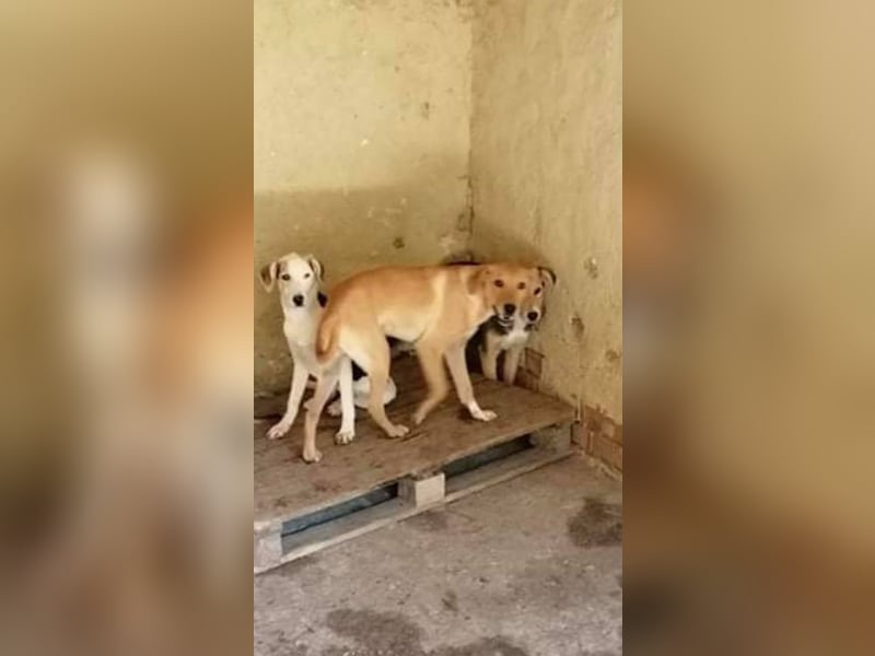 ALANI ❤ sucht Zuhause oder Pflegestelle