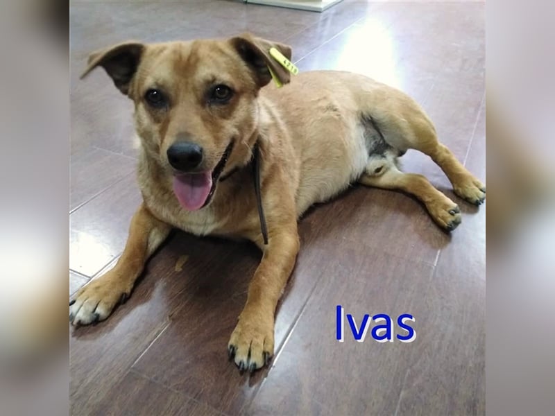 IVAS ❤ sucht Zuhause oder Pflegestelle