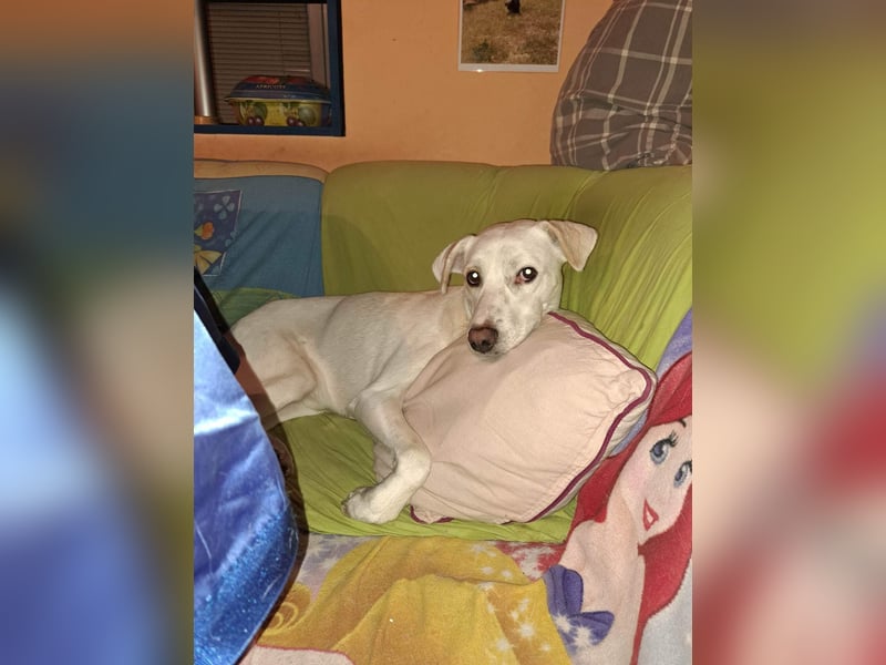 BAILEY ❤  sucht Zuhause oder Pflegestelle