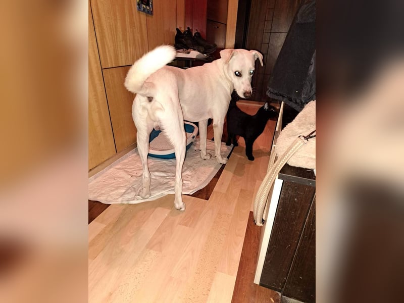 BAILEY ❤  sucht Zuhause oder Pflegestelle