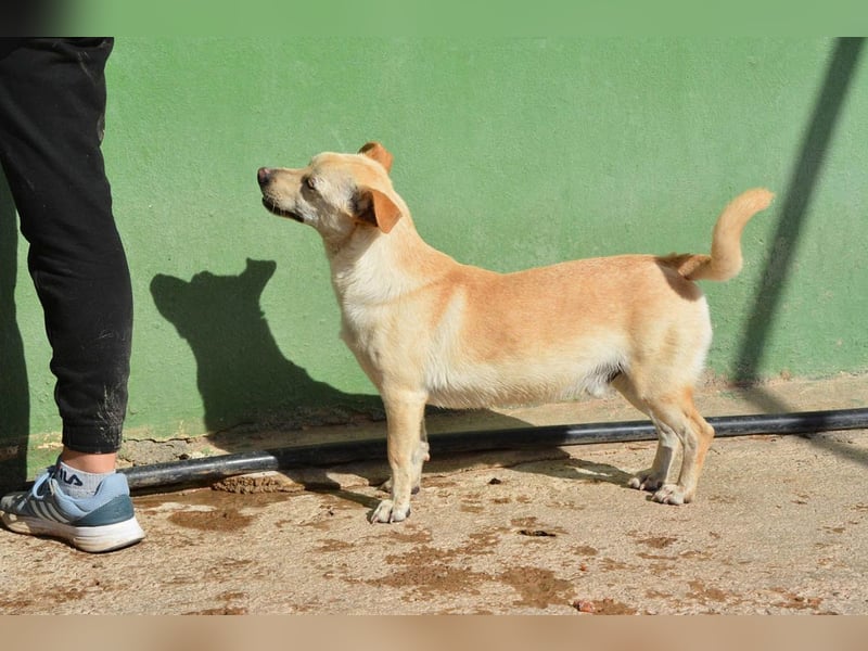 Chop - Rüde in Spanien