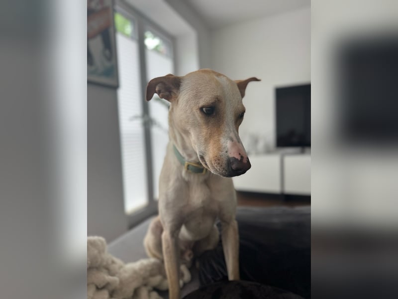 Zeus- sportlicher Rüde sucht ein Zuhause