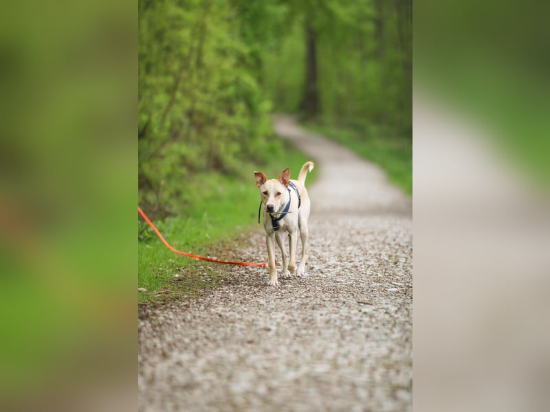 Zeus- sportlicher Rüde sucht ein Zuhause