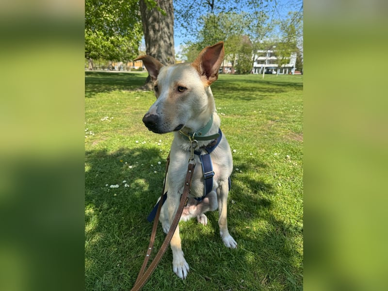 Zeus- sportlicher Rüde sucht ein Zuhause