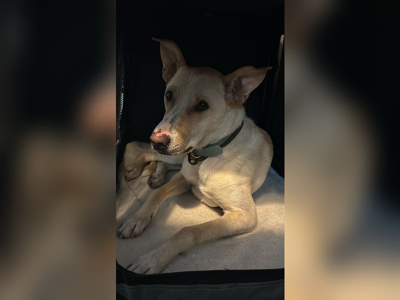 Zeus- sportlicher Rüde sucht ein Zuhause