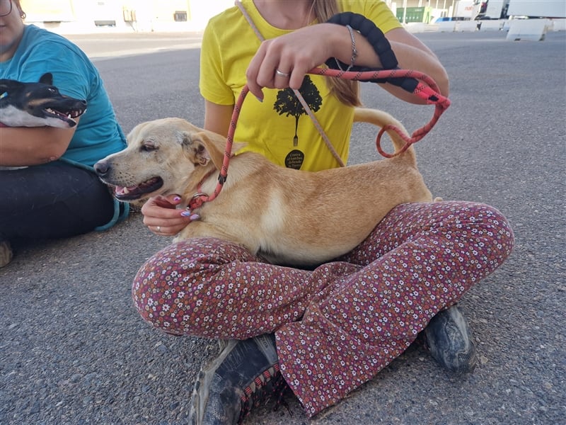 Chop - Rüde in Spanien