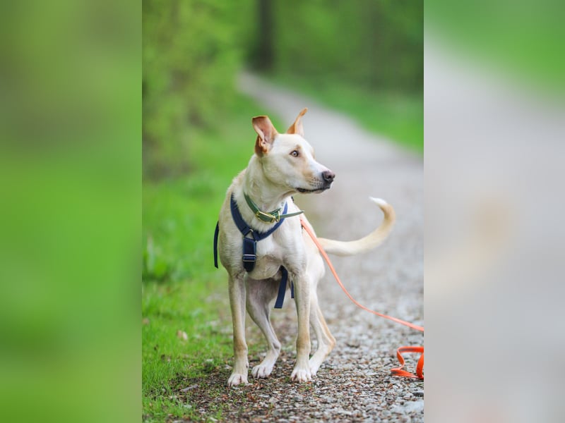 Zeus- sportlicher Rüde sucht ein Zuhause