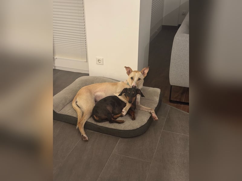 Zeus- sportlicher Rüde sucht ein Zuhause
