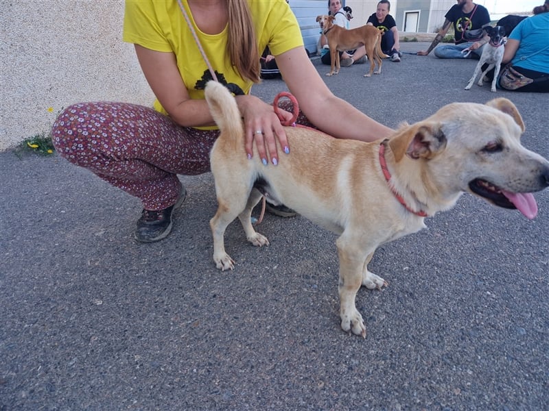 Chop - Rüde in Spanien