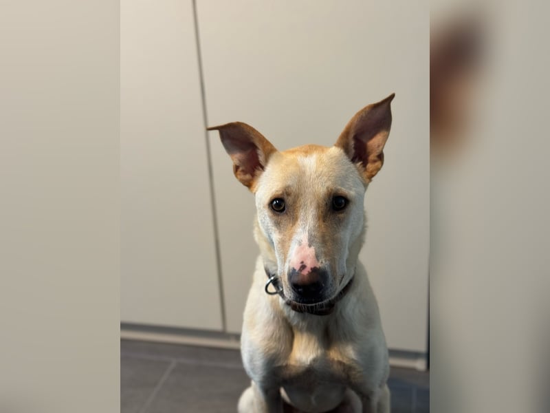 Zeus- sportlicher Rüde sucht ein Zuhause