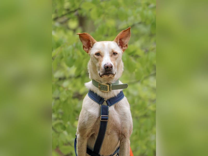 Zeus- sportlicher Rüde sucht ein Zuhause