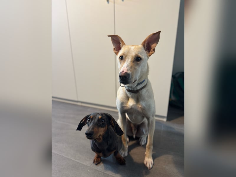 Zeus- sportlicher Rüde sucht ein Zuhause