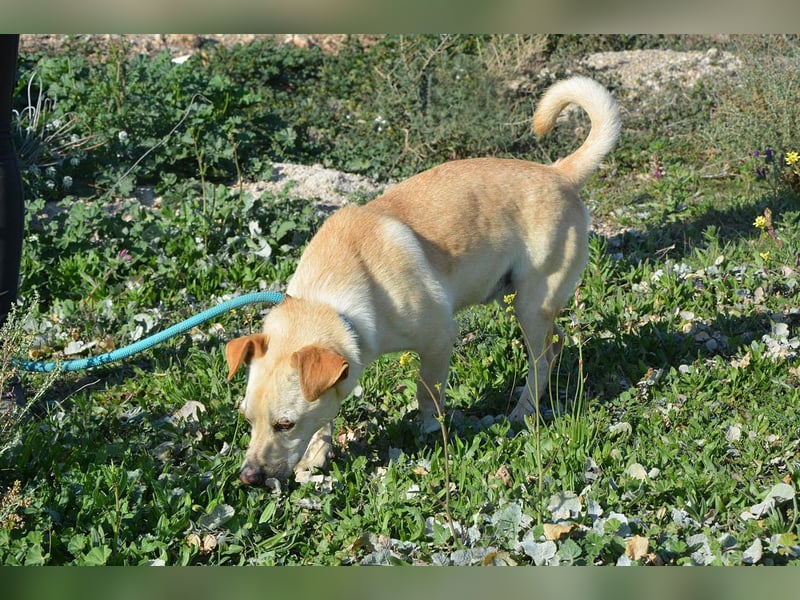 Chop - Rüde in Spanien