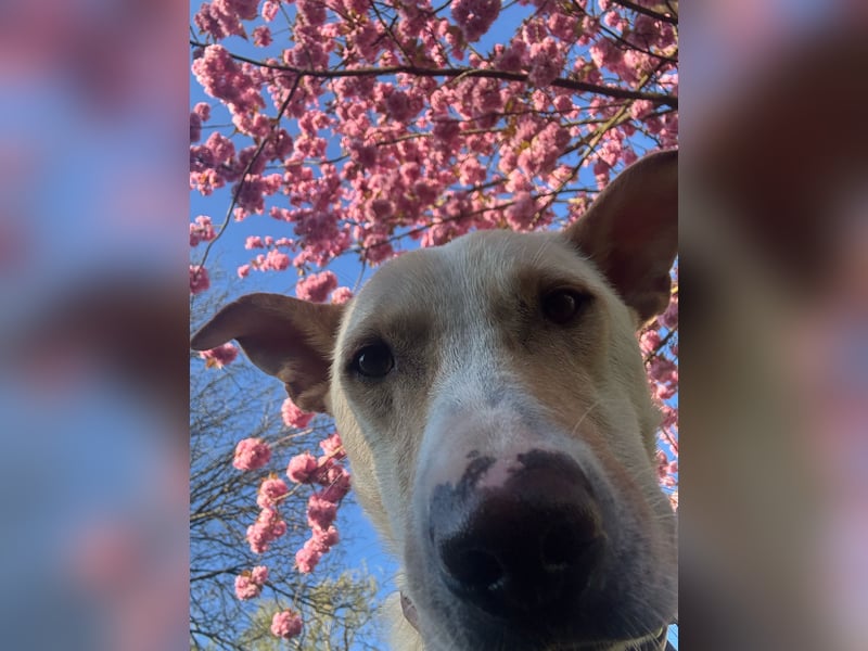 Zeus- sportlicher Rüde sucht ein Zuhause