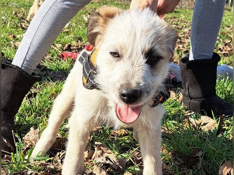 Ludwig, kleiner Hundejunge sucht ein Zuhause