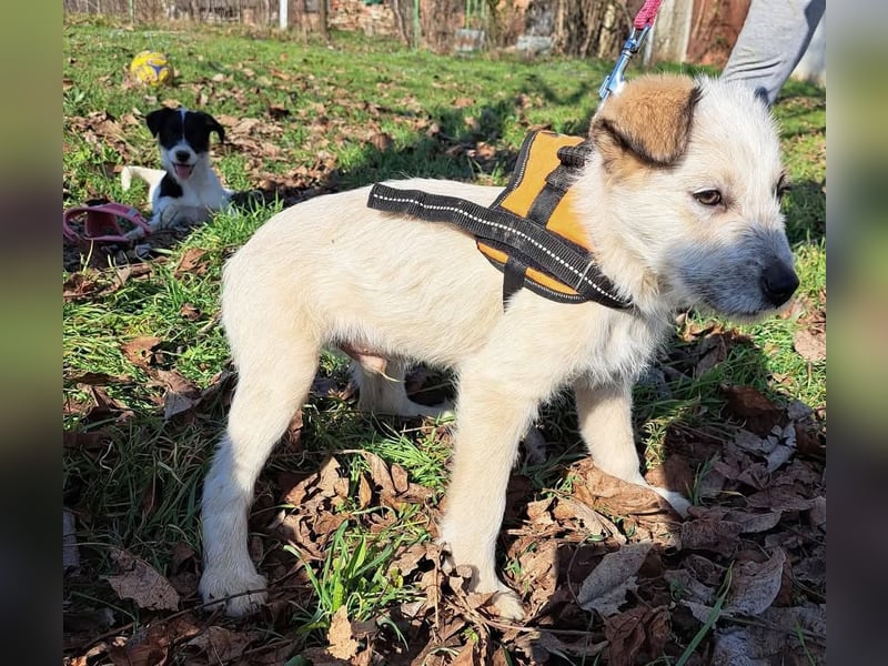 Ludwig, kleiner Hundejunge sucht ein Zuhause