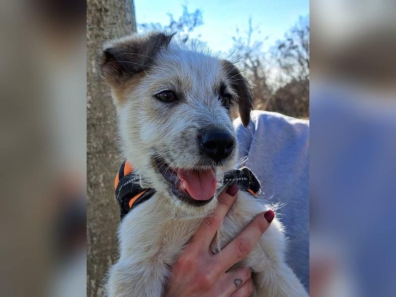 Ludwig, kleiner Hundejunge sucht ein Zuhause