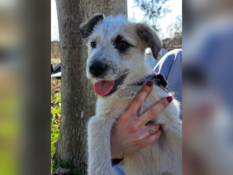 Ludwig, kleiner Hundejunge sucht ein Zuhause