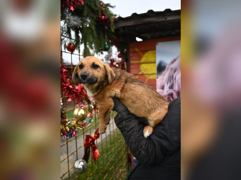 Diego sucht Familienanschluss