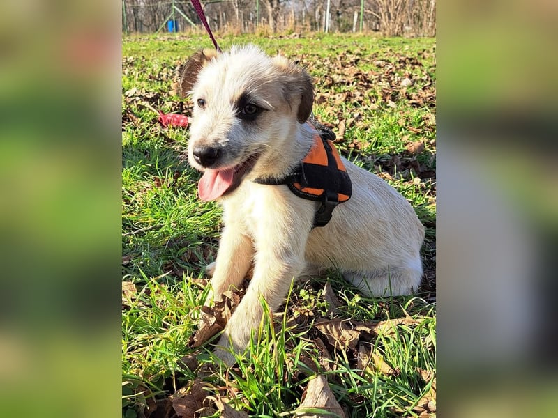 Ludwig, kleiner Hundejunge sucht ein Zuhause