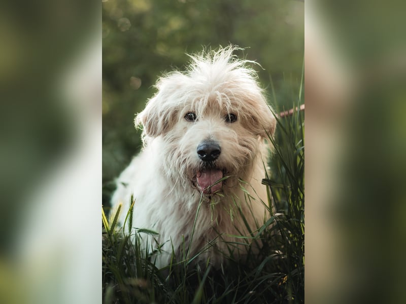 Falcor - netter, freundlicher Senior der nochmal Liebe erfahren möchte