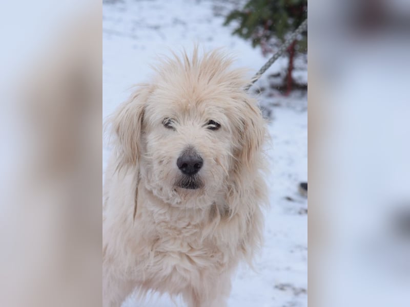 Falcor - netter, freundlicher Senior der nochmal Liebe erfahren möchte