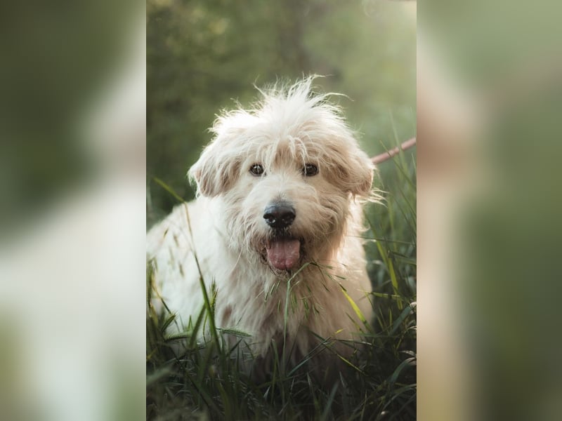 Falcor - netter, freundlicher Senior der nochmal Liebe erfahren möchte