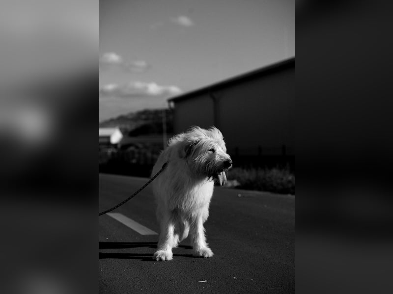 Falcor - netter, freundlicher Senior der nochmal Liebe erfahren möchte