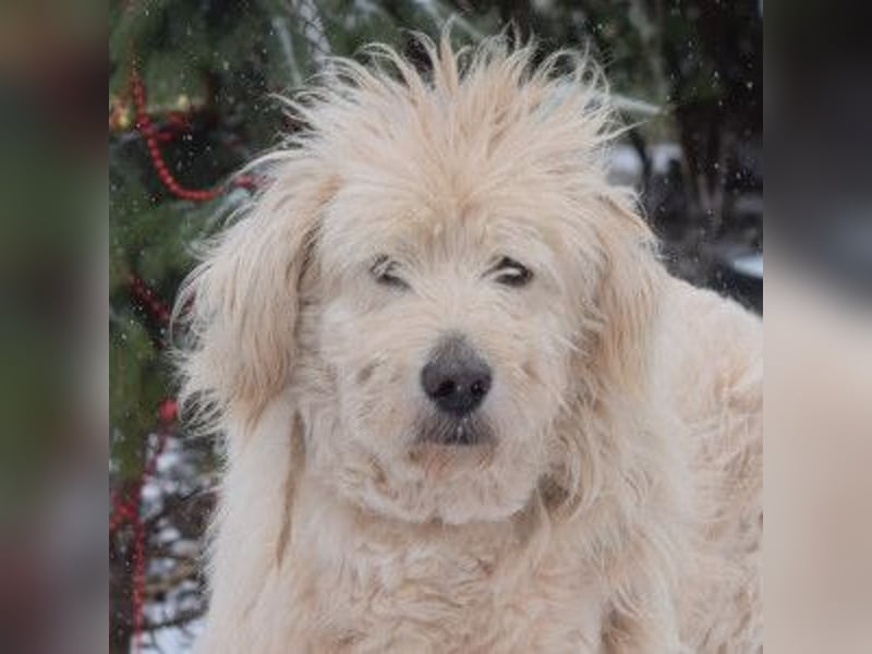 Falcor - netter, freundlicher Senior der nochmal Liebe erfahren möchte