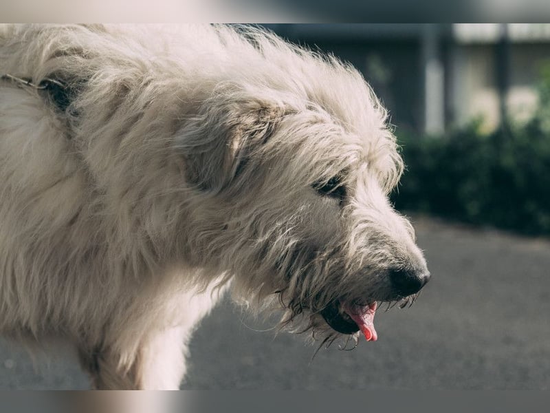 Falcor - netter, freundlicher Senior der nochmal Liebe erfahren möchte