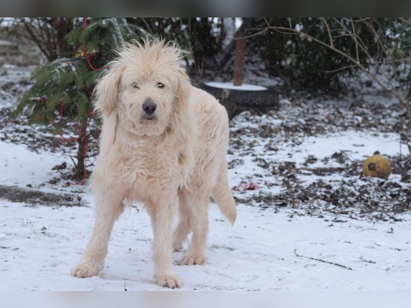 Falcor - netter, freundlicher Senior der nochmal Liebe erfahren möchte